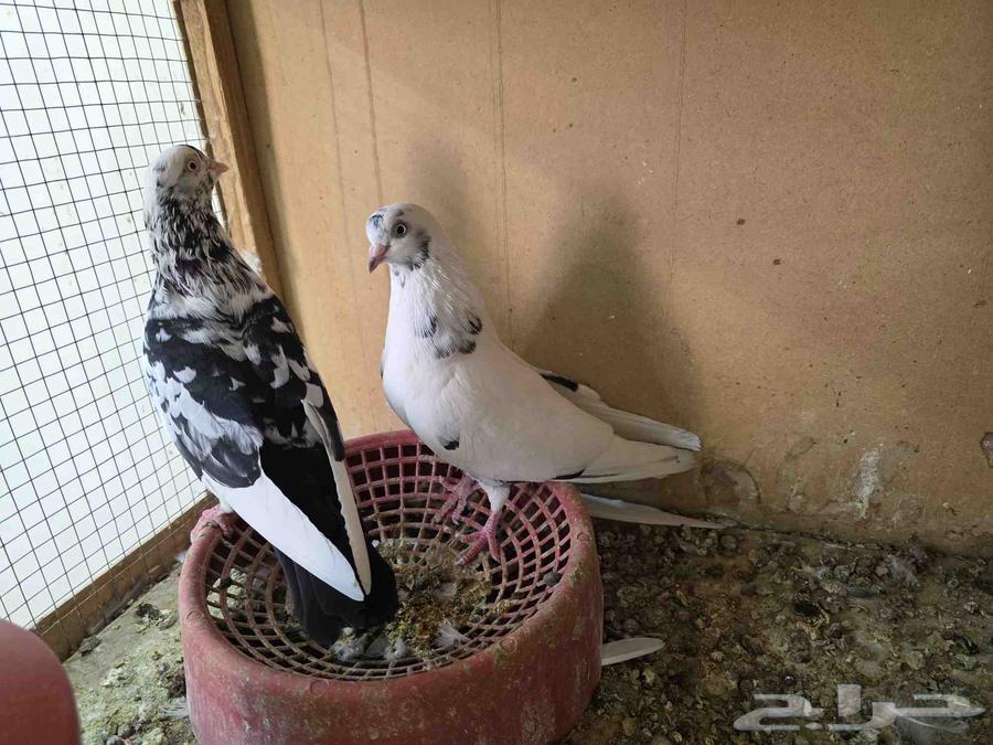 جوز قطايف الخرج64370958131715111