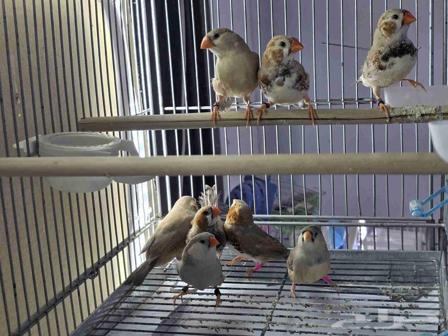 أربعة اجواز زيبرا هولندي64375946914818110