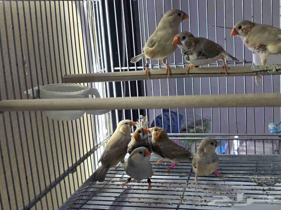 أربعة اجواز زيبرا هولندي64375946914818112