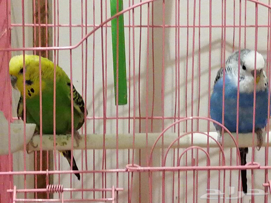 بادجي للبيع64373403438850112