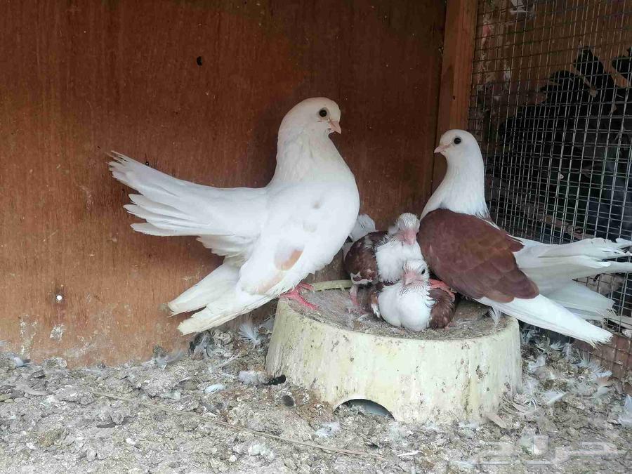 Java Bath (Sold)64369242436739111