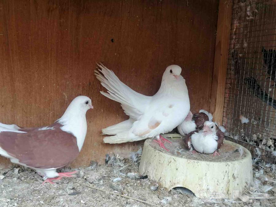 Java Bath (Sold)64369242436739114