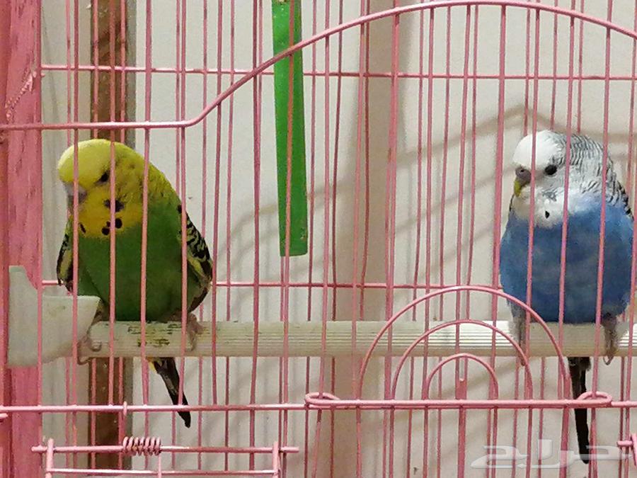 بادجي للبيع64373403438850111