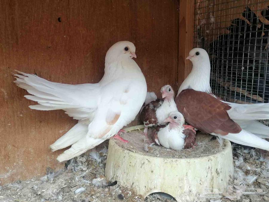 Java Bath (Sold)64369242436739112