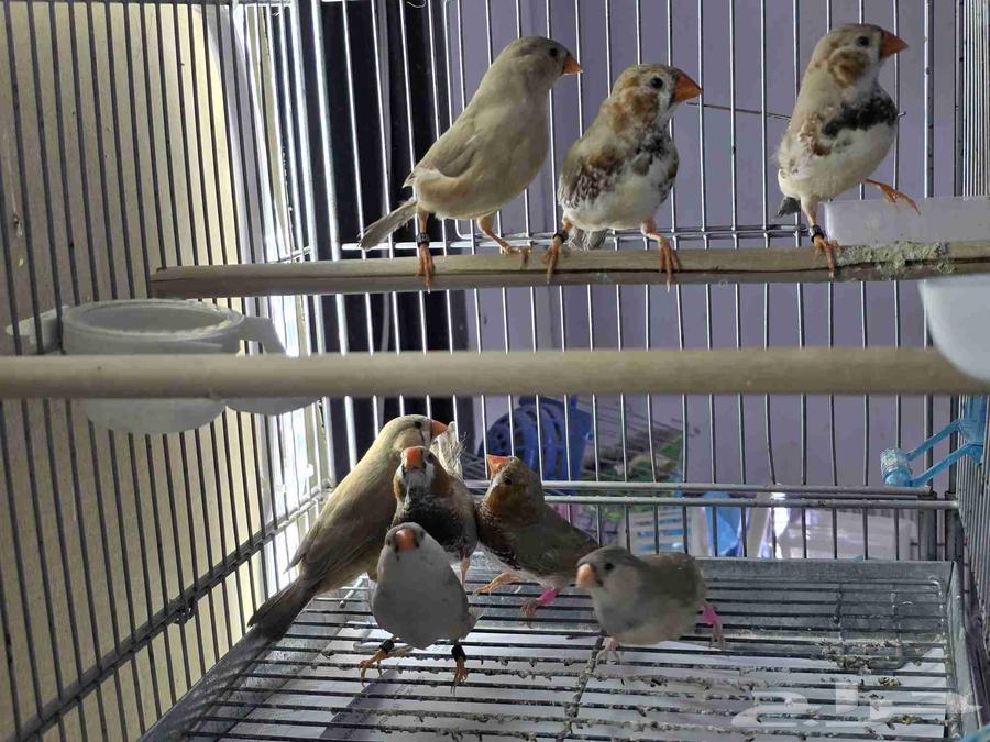 أربعة اجواز زيبرا هولندي64375946914818111