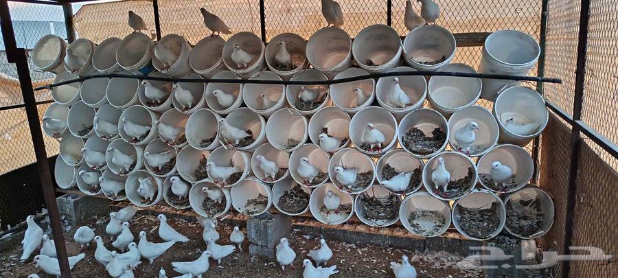 للبيع عدد عشه حمام فرنسي ابيض64372594278658111