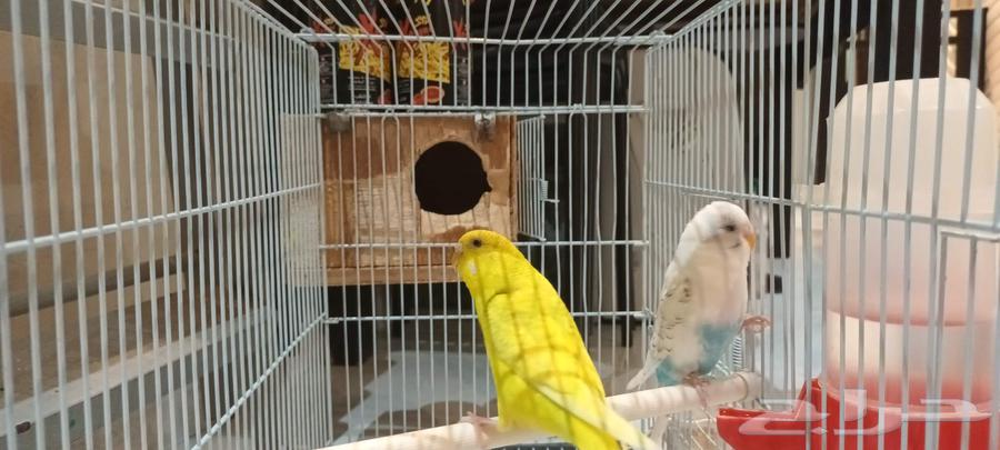 طيور الحب بادجي عدد 2 بصحة ممتازة64371278087427113