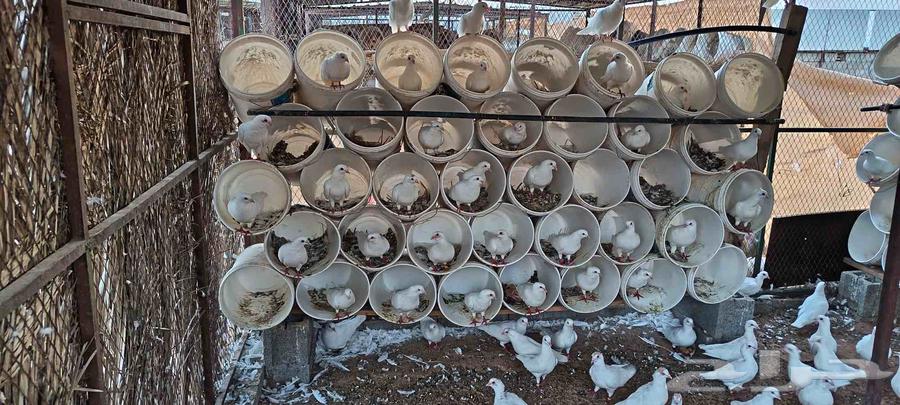 للبيع عدد عشه حمام فرنسي ابيض64372594278658110