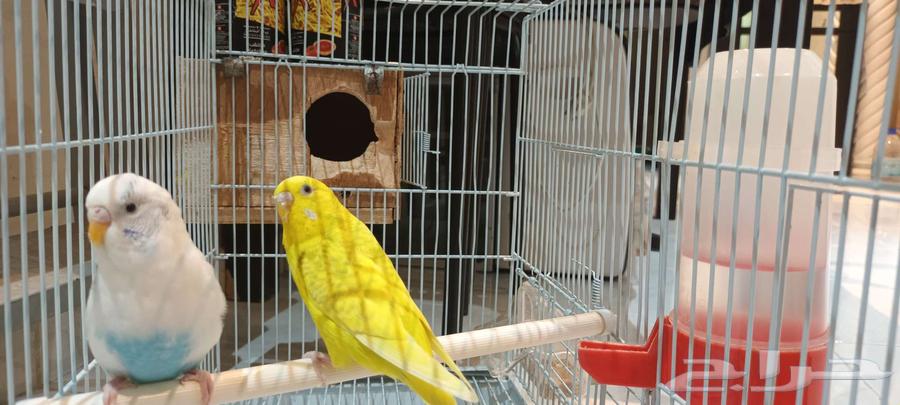 طيور الحب بادجي عدد 2 بصحة ممتازة64371278087427110