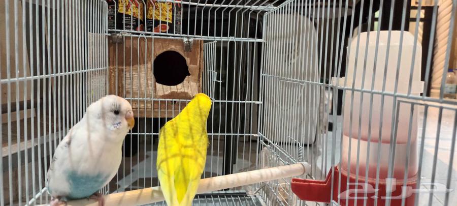 طيور الحب بادجي عدد 2 بصحة ممتازة64371278087427111