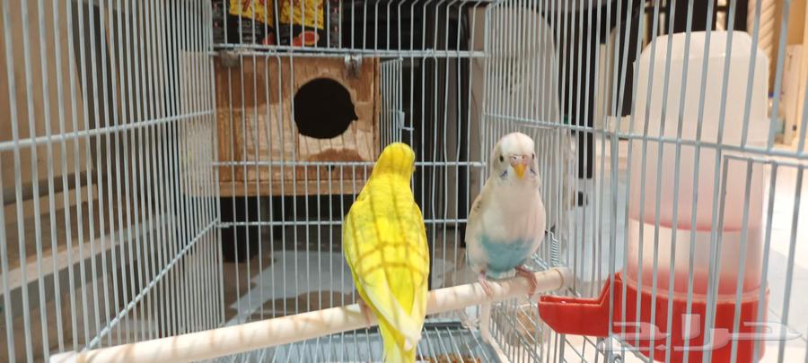 طيور الحب بادجي عدد 2 بصحة ممتازة64371278087427112