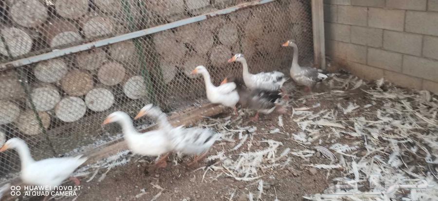 وز بلدى64372871635969111