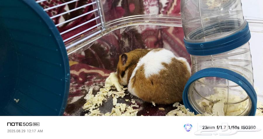 هامستر للبيع64363294195715111