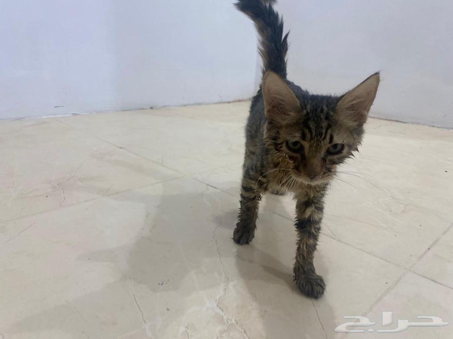 لتبني عمره شهرين سليمه64373403431169111