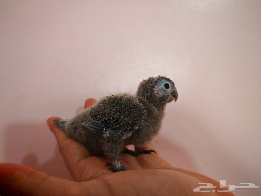 فرخ كنيور جرين شيكد64367770173699113