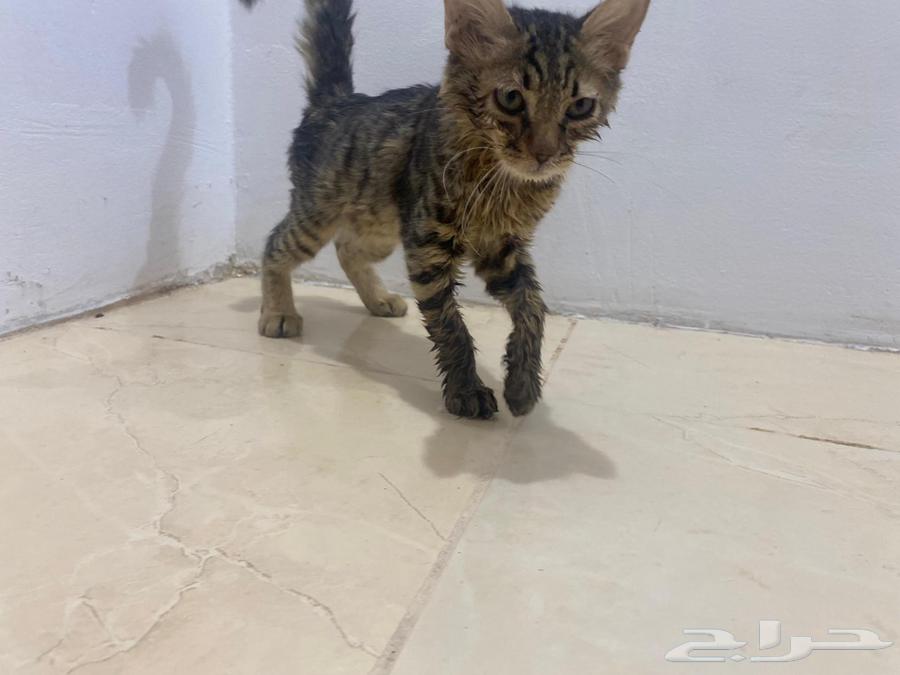 لتبني عمره شهرين سليمه64373403431169112