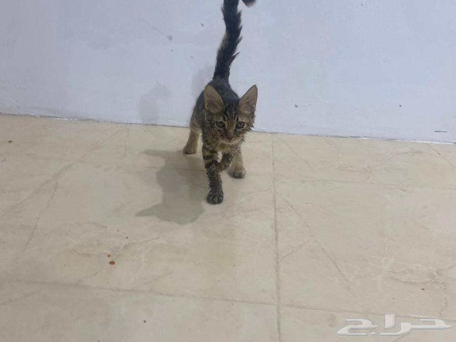 لتبني عمره شهرين سليمه64373403431169110