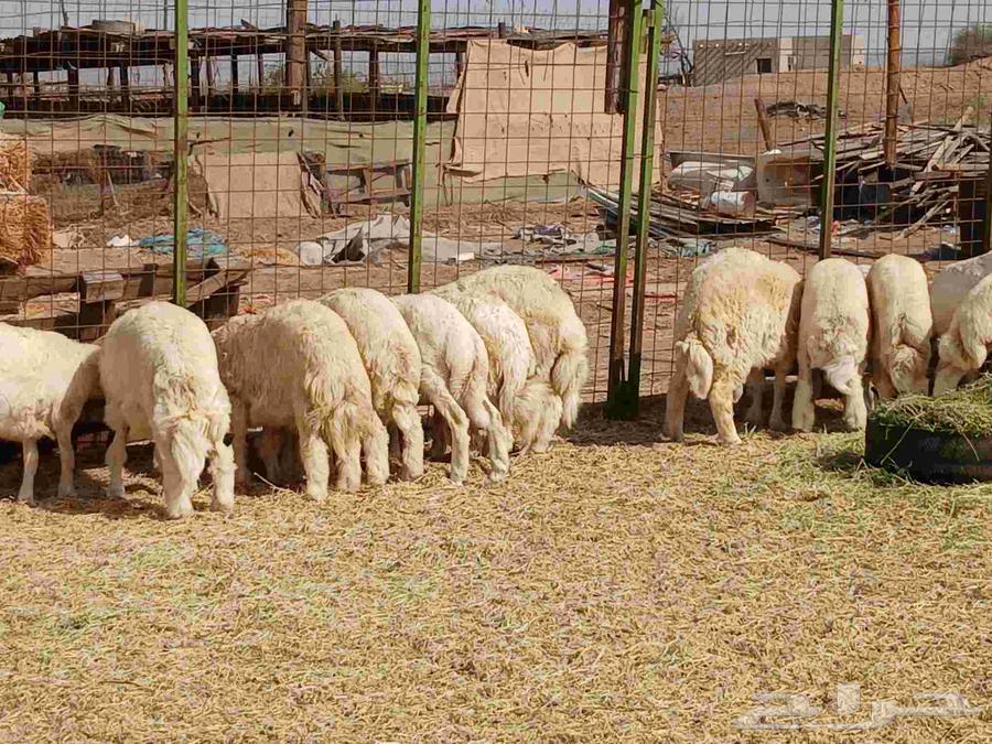 طليان حريه للبيع64373194941057110