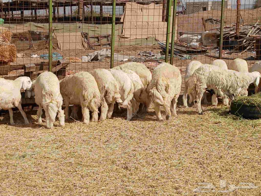 طليان حريه للبيع64373194941057111