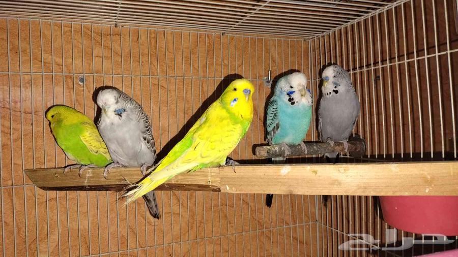 ببغاوات إنجليزية للبيع زوجان وأنثى واحدة64375768767361114