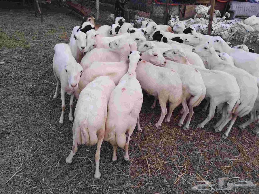 يوجد لدينا ضان رفيديات للبيع العدد 50راس دوافع مضاريع قرايب64374451695747111