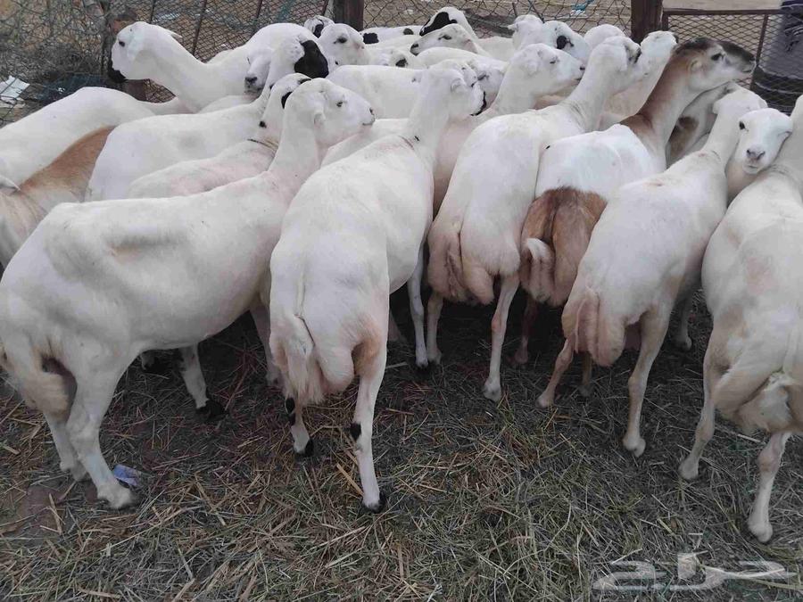 يوجد لدينا ضان رفيديات للبيع العدد 50راس دوافع مضاريع قرايب64374451695747112