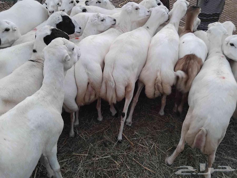 يوجد لدينا ضان رفيديات للبيع العدد 50راس دوافع مضاريع قرايب64374451695747110