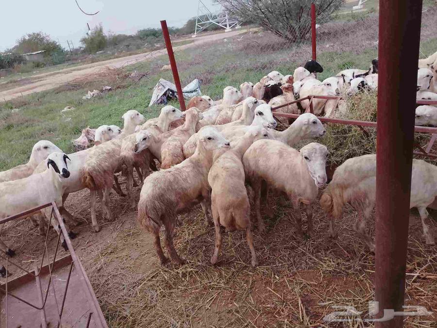 رخال رفيديات صنف فاخر64370569099521114