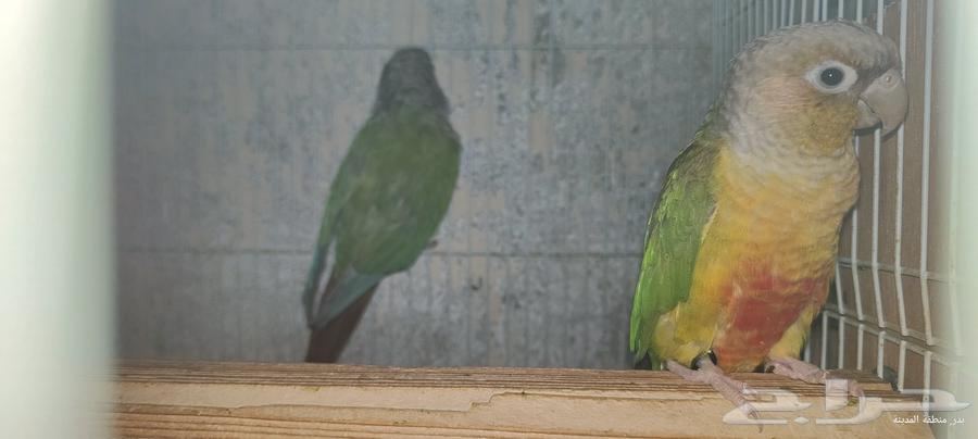 جوز كنيور اناناس بشهاداته64376554700289110