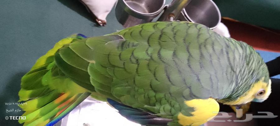 Bluefront Jaco Parrot, Affectionate and Talkative64370215141379113