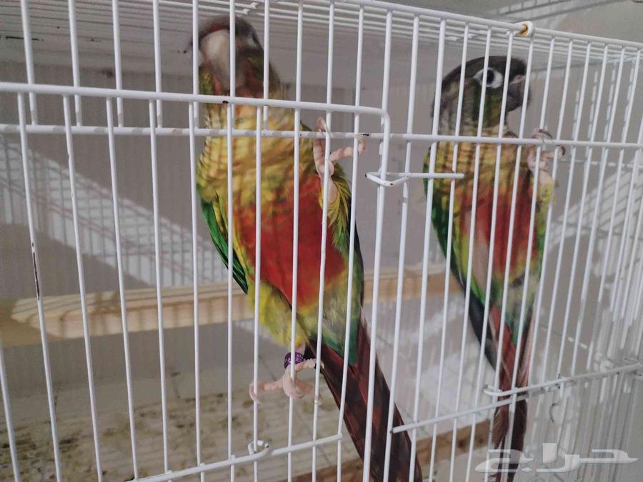 ازوج كنيور يلو سايد ومون شيك وصن شيك واناناس64365454690561112