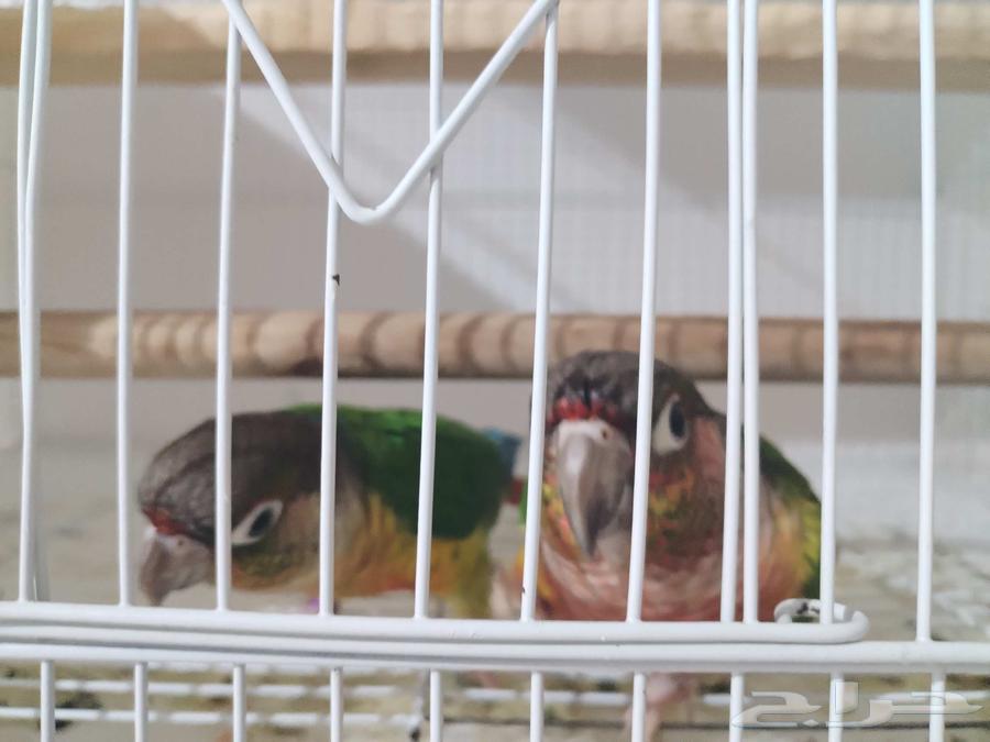 ازوج كنيور يلو سايد ومون شيك وصن شيك واناناس64365454690561113