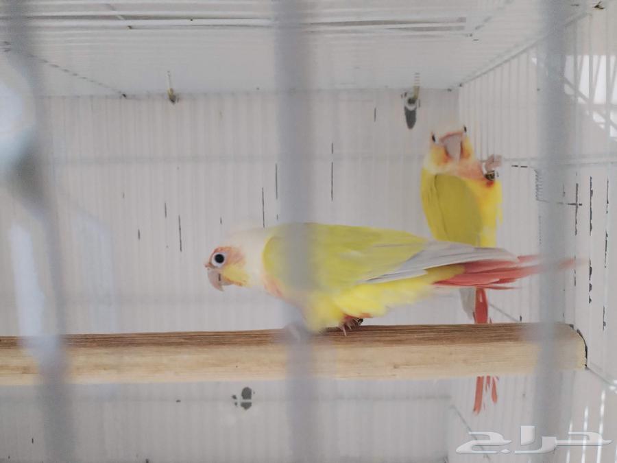 ازوج كنيور يلو سايد ومون شيك وصن شيك واناناس64365454690561111