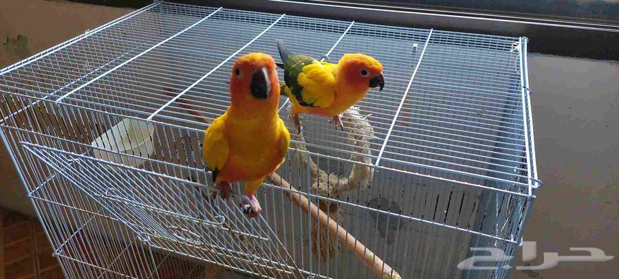 اثنين صن كنيور64364861952131110