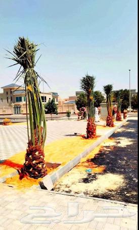 نخل للبيع نخيل نقايل جثايث مثمر خلاص صقعي شيشي سكري هلالي غر64372741097091112