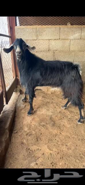 تيس فحل للبيع64375572343171110