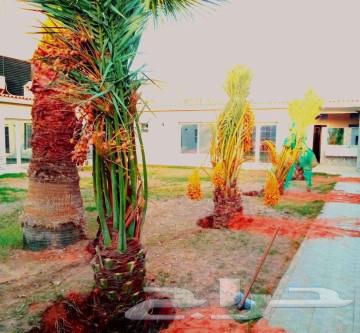 نخل للبيع نخيل نقايل جثايث مثمر خلاص صقعي شيشي سكري هلالي غر64372741097091110