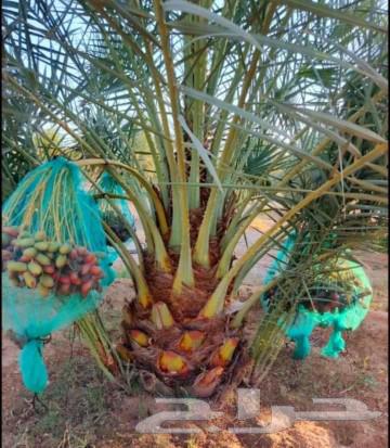نخل للبيع نخيل نقايل جثايث مثمر خلاص صقعي شيشي سكري هلالي غر64372741097091113