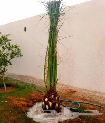 نخل للبيع نخيل نقايل جثايث مثمر خلاص صقعي شيشي سكري هلالي غر64372741097091111