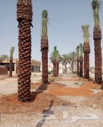 نخل للبيع نخيل نقايل جثايث مثمر خلاص صقعي شيشي سكري هلالي غر64372741097091114