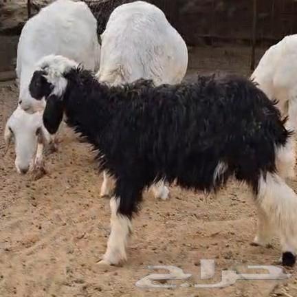 ظان نجدي64367055594626111