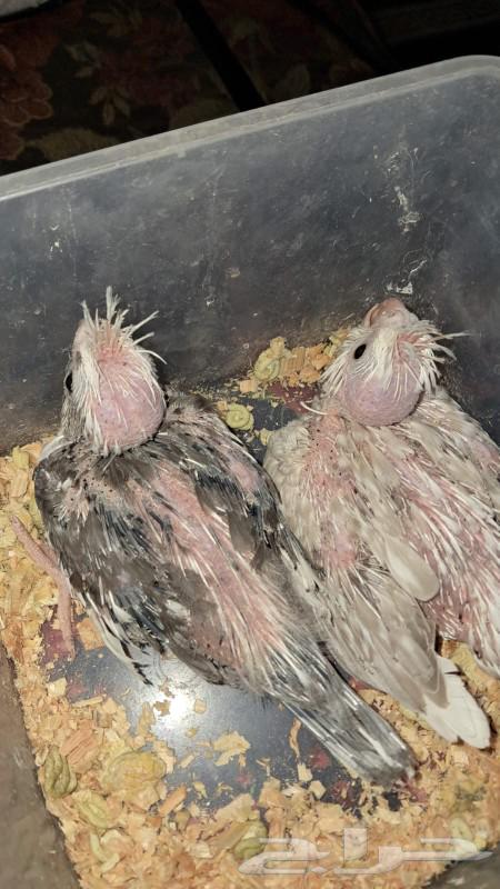 فروخ كروان انباعت64377034195971112