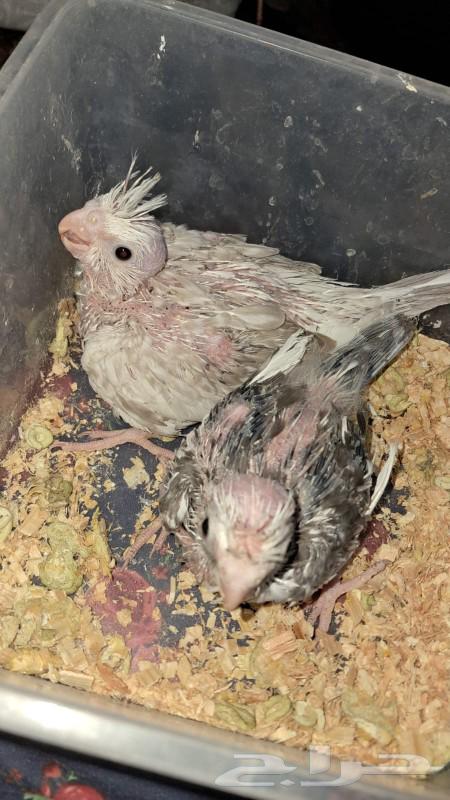 فروخ كروان انباعت64377034195971110