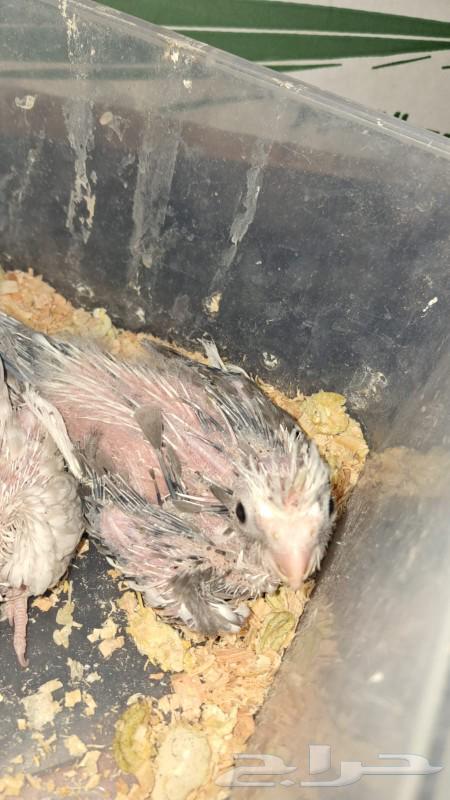 فروخ كروان انباعت64377034195971113