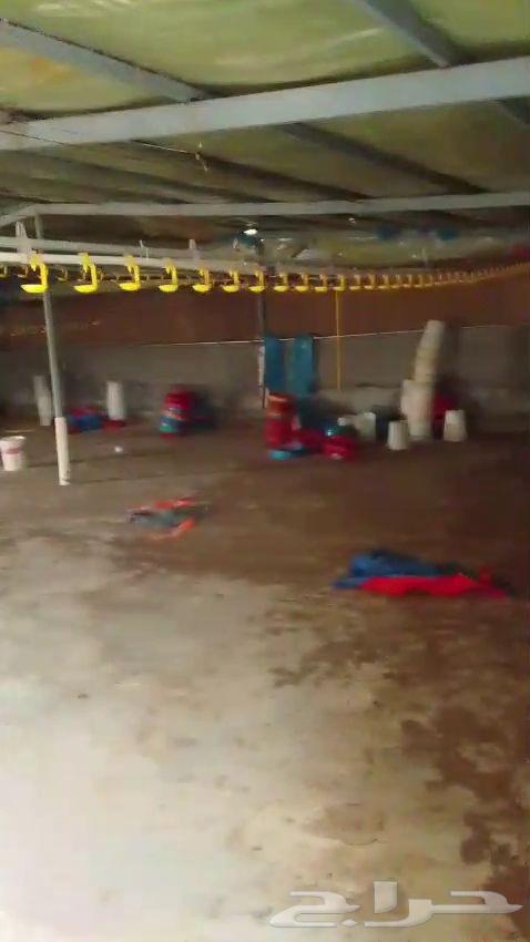 سقايات دواجن وخطوط نبل مويه دواجن64369893425538114