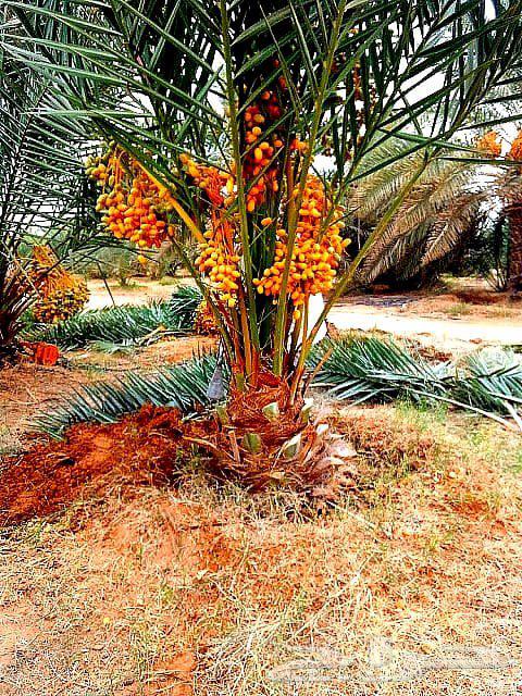 نخل مثمر للبيع نخيل اخلاص سكري برحي صقعي هلالي مجدول سلاطين64376200521345110