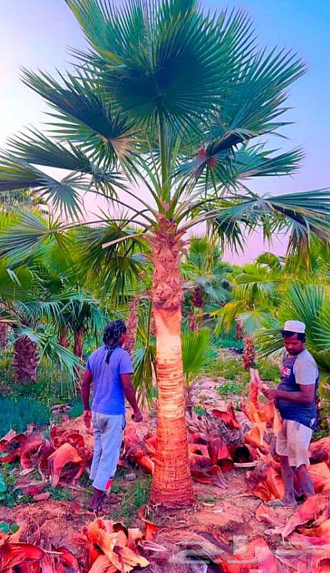 نخل مثمر للبيع نخيل اخلاص سكري برحي صقعي هلالي مجدول سلاطين64376200521345114