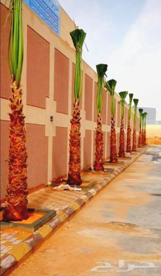 We have American Washingtonia palm trees in all sizes at reasonable prices64372697888513110