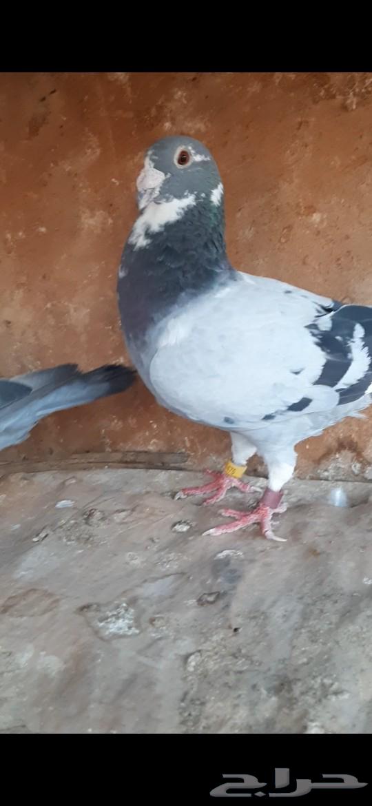 Qatari pigeon64368907908993110