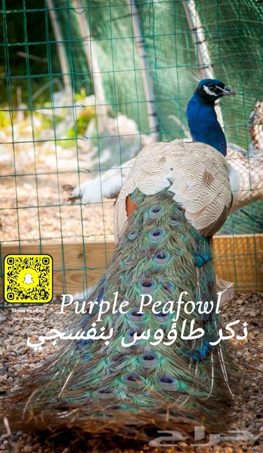 طاووس طاؤوس بنفسجي ( بيربل ) لاهل التميز64373448157826110
